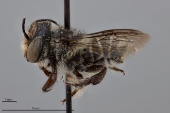 Media type: image;   Entomology 790904 Aspect: habitus lateral view
